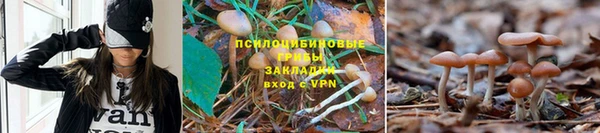 прущие грибы Пересвет